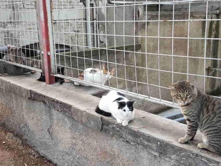 δήμος-κύμης-αλιβερίου-έχει-ξεφύγει-1496212