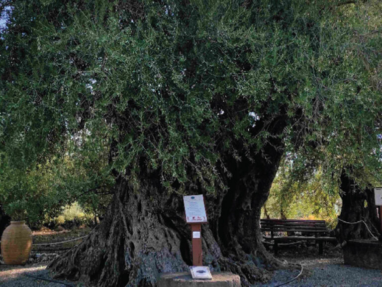 διατηρητέο-μνημείο-της-φύσης-η-γηραιό-1499995