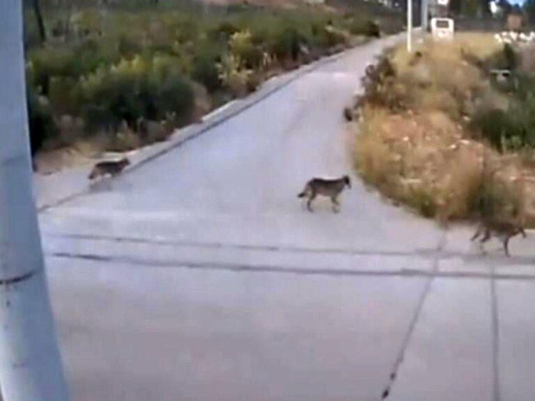 αγέλες-λύκων-στην-ιπποκράτειο-πολιτε-1502484