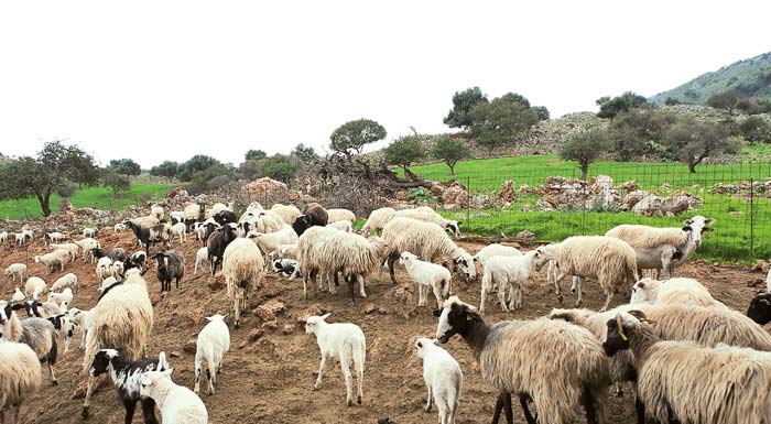 καταγγελία-για-υγειονομική-βόμβα-με-χ-1525126