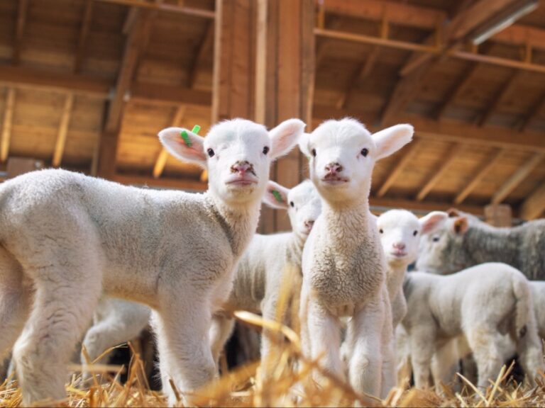 νέα-αύξηση-κρουσμάτων-ευλογιάς-στη-θρ-1523993