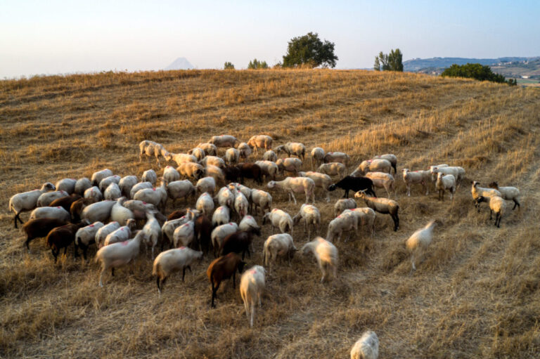 αποζημιώσεις-κτηνοτρόφων-νωρίτερα-φ-1540547