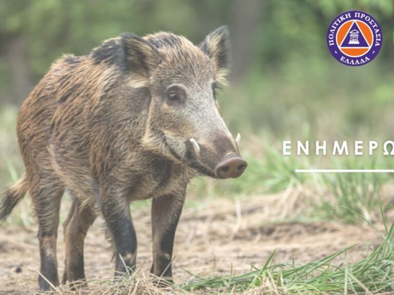 εμφάνιση-άγριων-ζώων-στο-ποικίλο-όρος-1534477