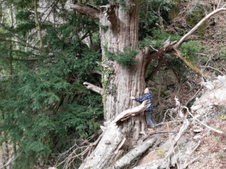 βρήκαν-δέντρο-ηλικίας-1-074-ετών-φύτρωσε-1536543