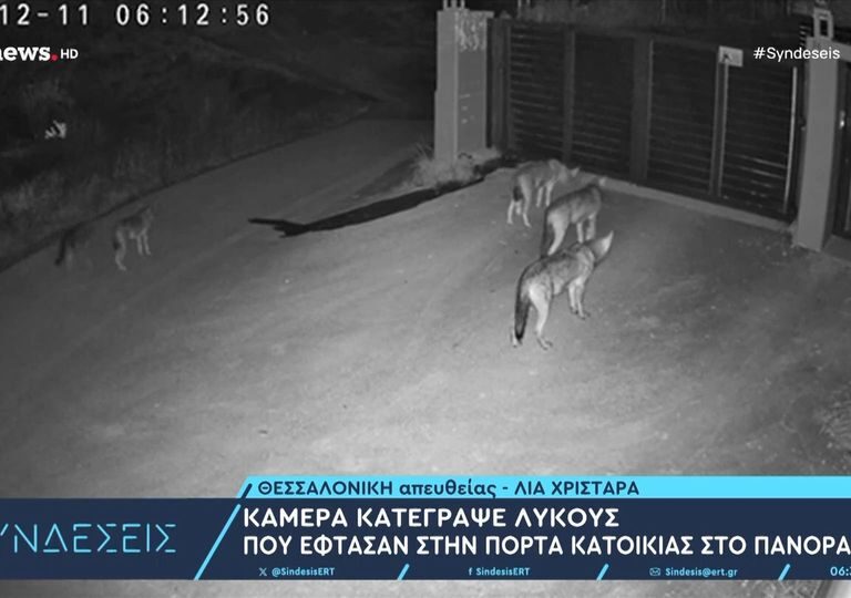 λύκοι-έφτασαν-στην-πόρτα-κατοικίας-στ-1537493