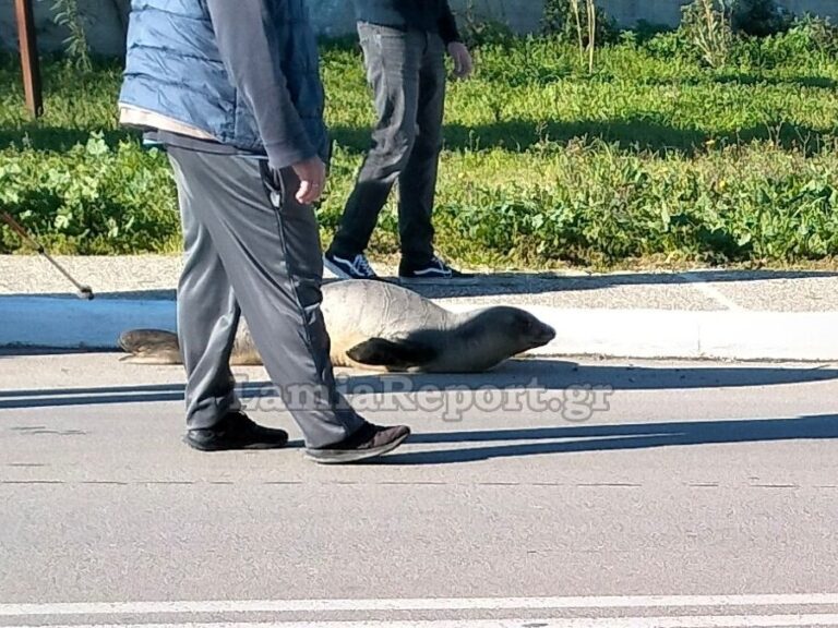 φώκια-σουλατσάρει-σε-δρόμους-της-φθ-1551410