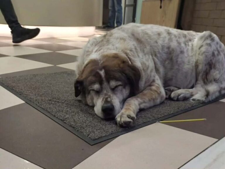 δήμος-θέλει-να-φτιάξει-ομοίωμα-εμβλημ-1543434