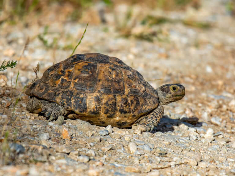 μεγάλη-πρέσπα-αρσενικές-χελώνες-ωθού-1548424