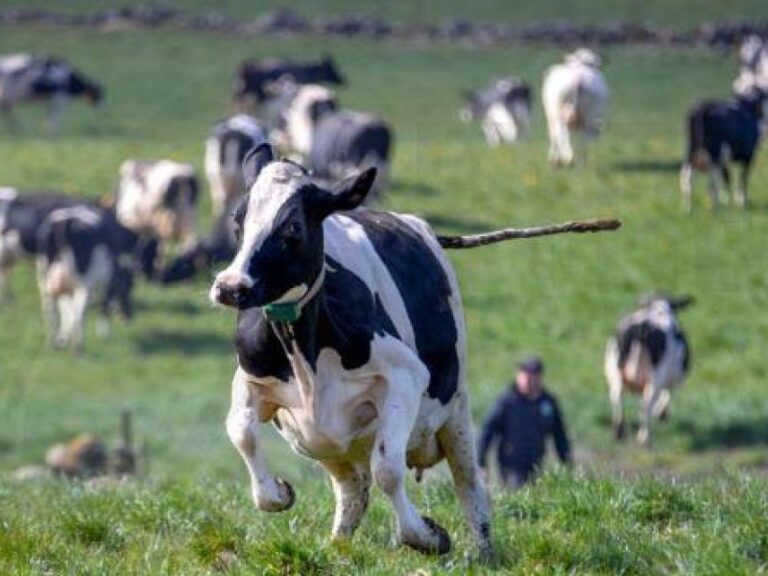 συναγερμός-για-τον-αφθώδη-πυρετό-ξεκί-1550800