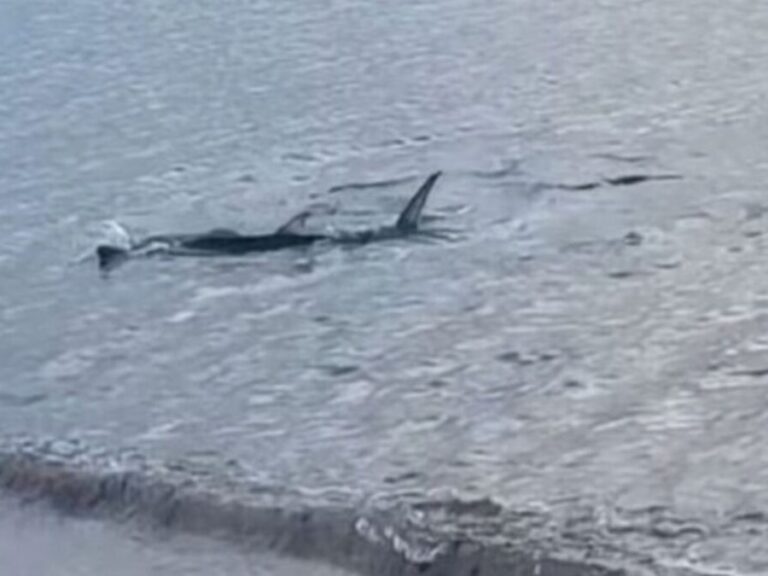 καβούρι-καρχαριοειδές-κοντά-στην-ακτ-1556734