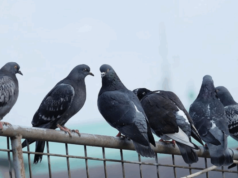 ξέρετε-γιατί-δεν-βλέπετε-ποτέ-μωρά-περ-1560287