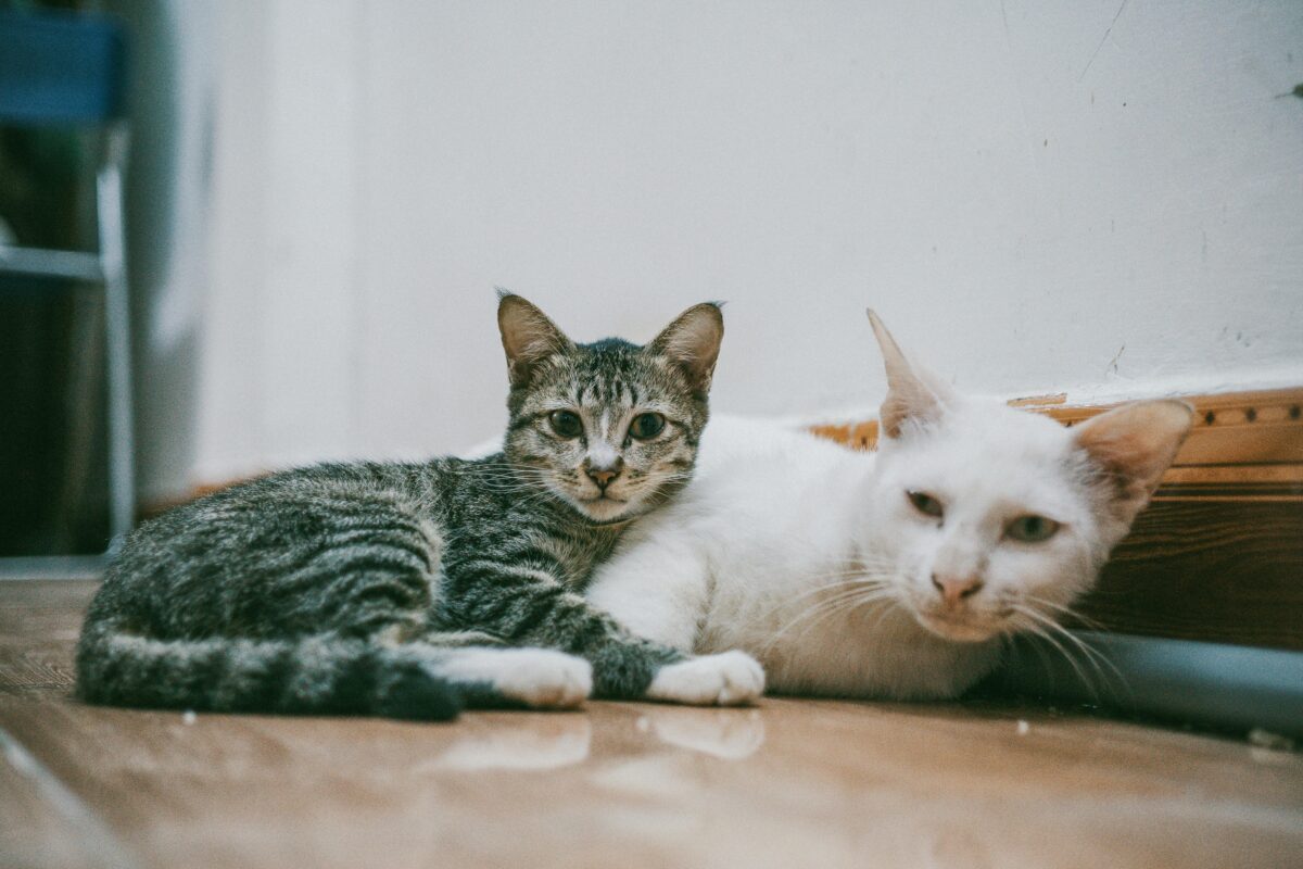 CATS