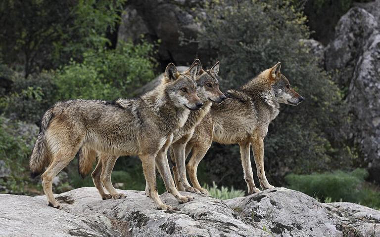 θρακομακεδόνες-λύκος-κόβει-χαλαρέ-1561930