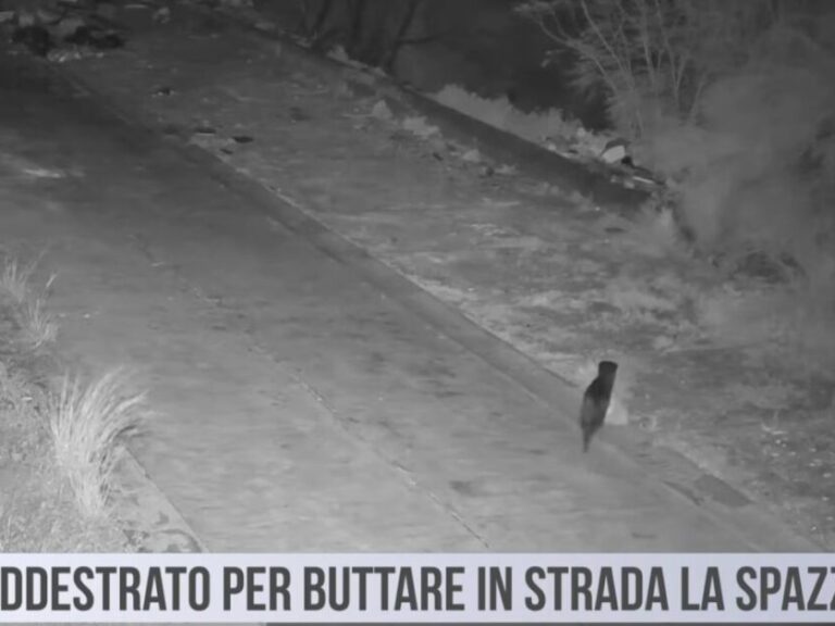 έφαγε-πρόστιμο-επειδή-εκπαίδευσε-τ-1557145