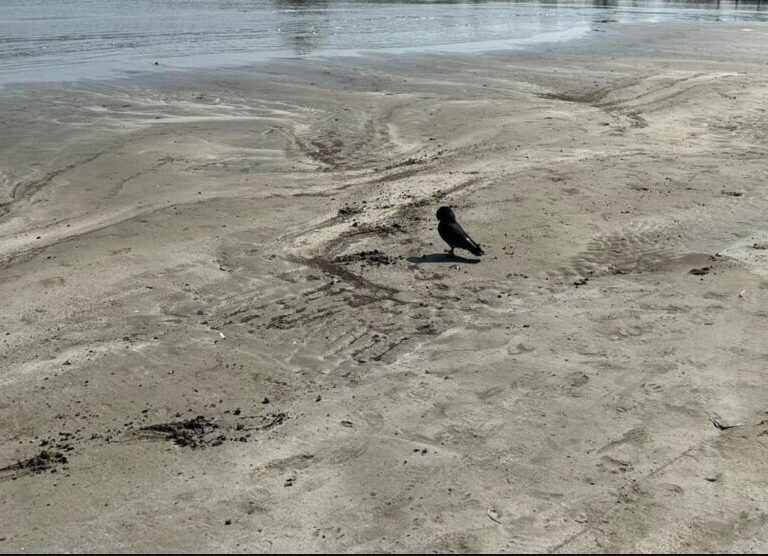 καβούρι-καρχαριοειδές-κοντά-στην-ακτ-1556421