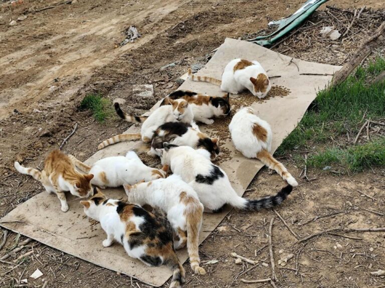 δήμος-δαπανά-250-000-ευρώ-για-αδέσποτα-που-πα-1572571