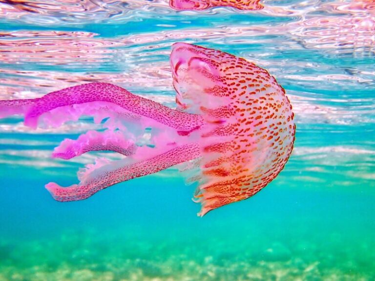 γέμισε-ο-ευβοϊκός-από-καφέ-και-μωβ-μέδο-1578415