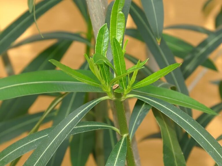 ξήλωμα-πικροδάφνης-από-τα-σχολεία-έχ-1571598