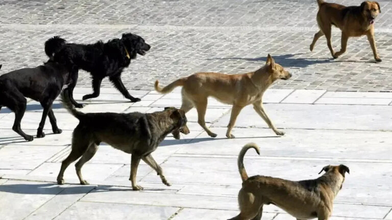 αντιδήμαρχος-δίνει-δημοτικές-αρχέ-1575405