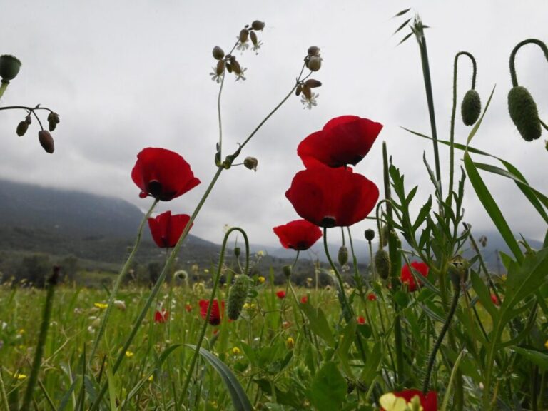 καιρός-ψυχρή-εισβολή-την-πρωτομαγιά-δ-1577257