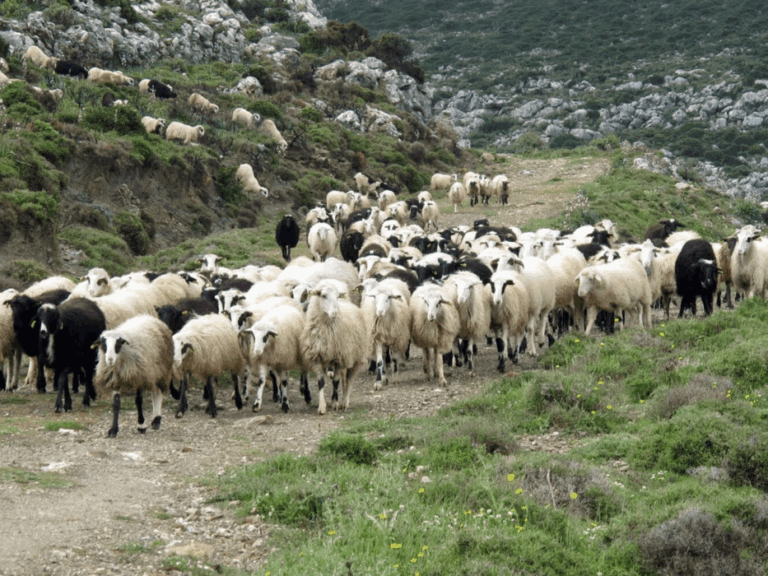 μυτιλήνη-συνελήφθη-κτηνοτρόφος-που-β-1573078