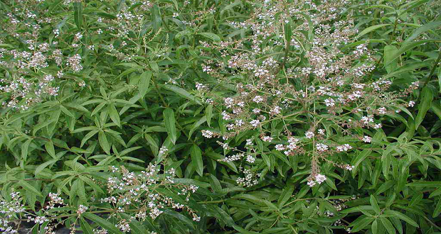 αδυνατίστε-σε-χρόνο-ρεκόρ-με-το-μαγικ-1569369