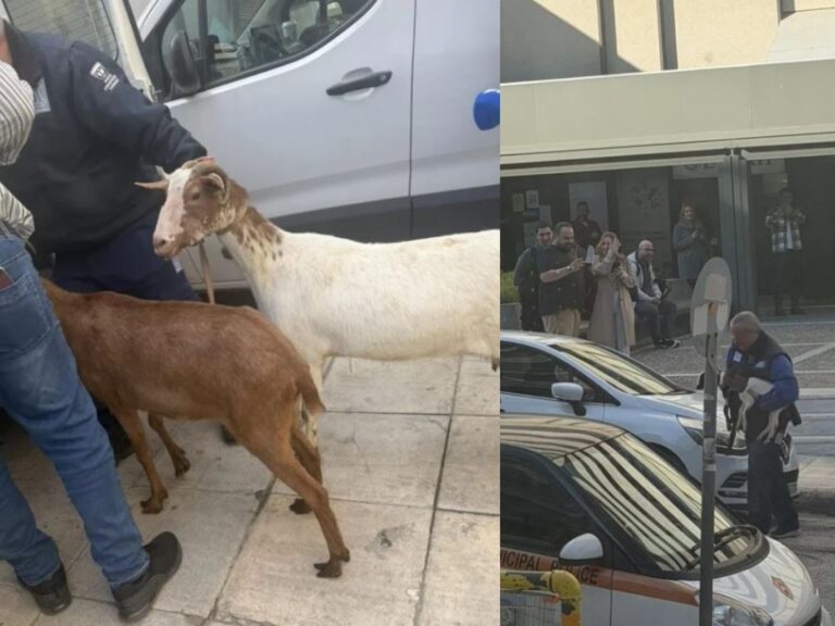 κοινό-μυστικό-η-στάνη-στην-κηφισίας-1566099