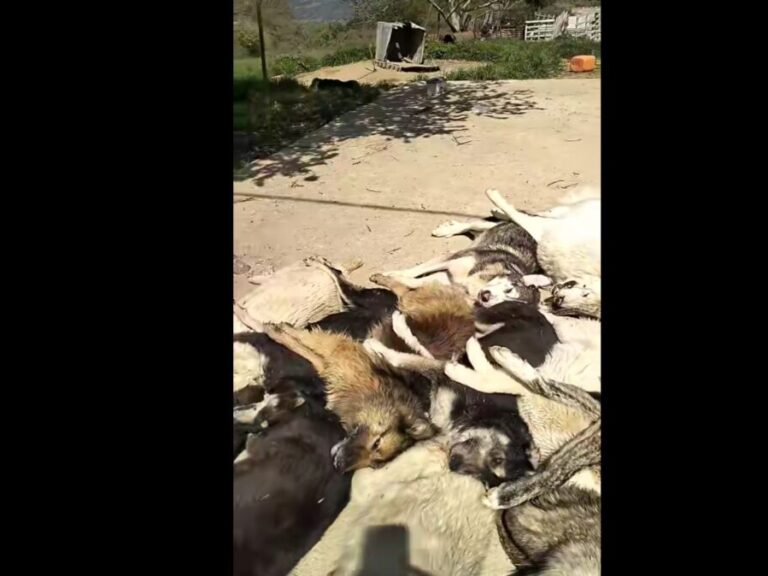 κτηνωδία-στη-χαλκιδική-νεκρά-από-φόλε-1573618