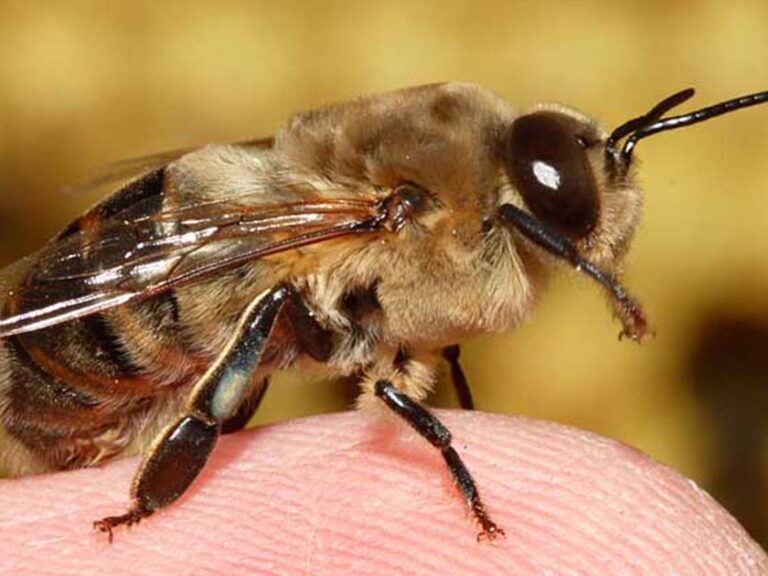 νέα-ελπίδα-για-τον-καρκίνο-του-μαστού-α-1570288