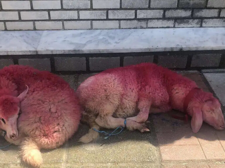 θεσσαλονίκη-έδεσαν-βαμμένα-κόκκινα-π-1575902