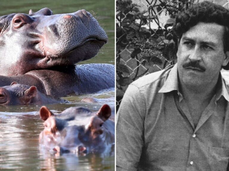 κολομβία-οι-αρχές-κυνηγάνε-τους-ιπποπ-1571405