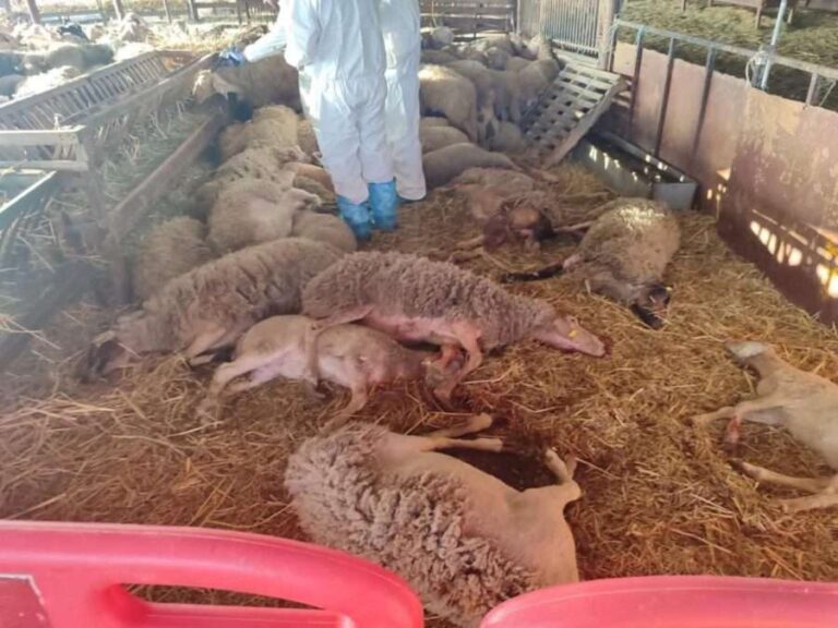 ευλογιά-προβάτων-ακόμα-απλήρωτοι-πολ-1572061