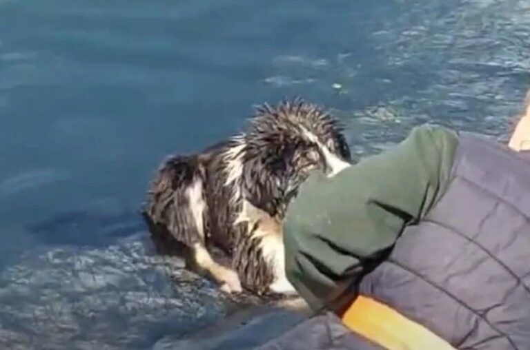 σκυλιά-εγκλωβίστηκαν-σε-ταμιευτήρα-ά-1571069