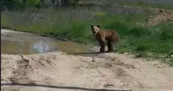 π-ε-κοζάνης-αρκουδάκι-κοντά-σε-είσοδο-1577442