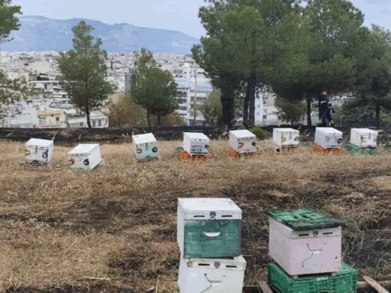 αθώος-ο-μελισσοκόμος-ο-δήμος-δεν-είχε-1595504