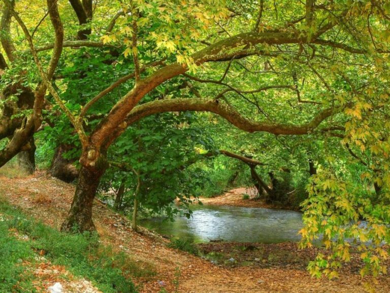 ήπειρος-παρέμβαση-πρώην-δημάρχου-για-1593687