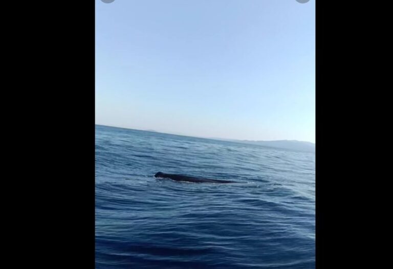 φάλαινα-φυσητήρας-έκανε-την-εμφάνισή-1608794