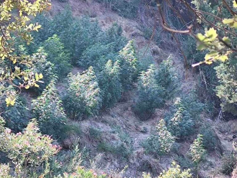 λακωνία-σύλληψη-για-40-δενδρύλλια-κάννα-1622749